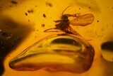 Four Detailed Fossil Flies (Diptera) In Baltic Amber #150723-1